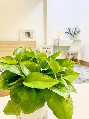 Hình ảnh 🎆Căn 2PN mới sang xịn mịn ngay phố đi bộ Bùi Viện