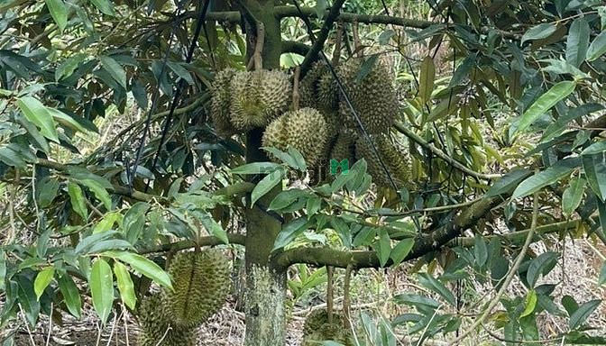 Hình ảnh Cắt lỗ đất dân chính chủ xã Tân Lạc