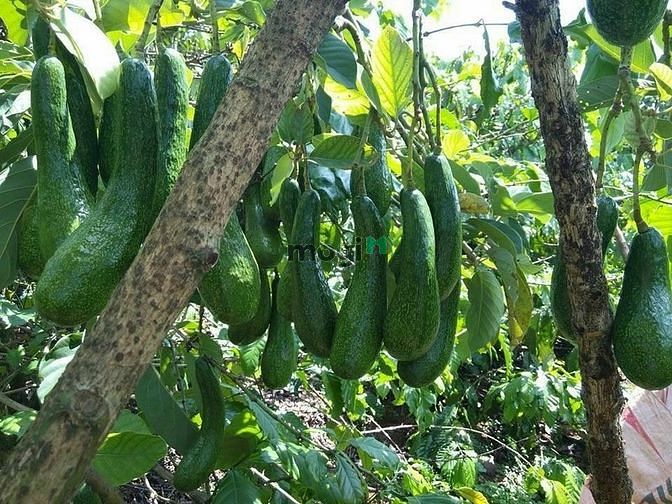 Hình ảnh Cắt lỗ đất dân chính chủ xã Tân Lạc