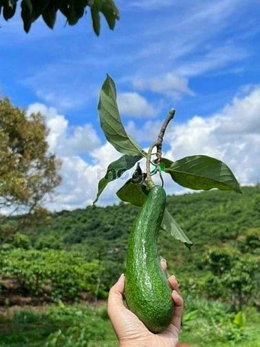 Hình ảnh Cắt lỗ đất dân chính chủ xã Tân Lạc
