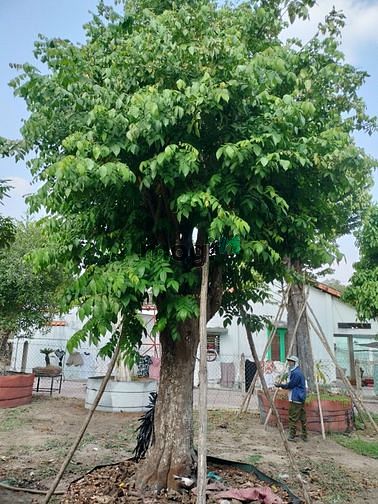 Hình ảnh Bán đất đường 762 - 182m2 - 5x36 - 176m2 thổ cư - xã An Nhơn Tây - Củ