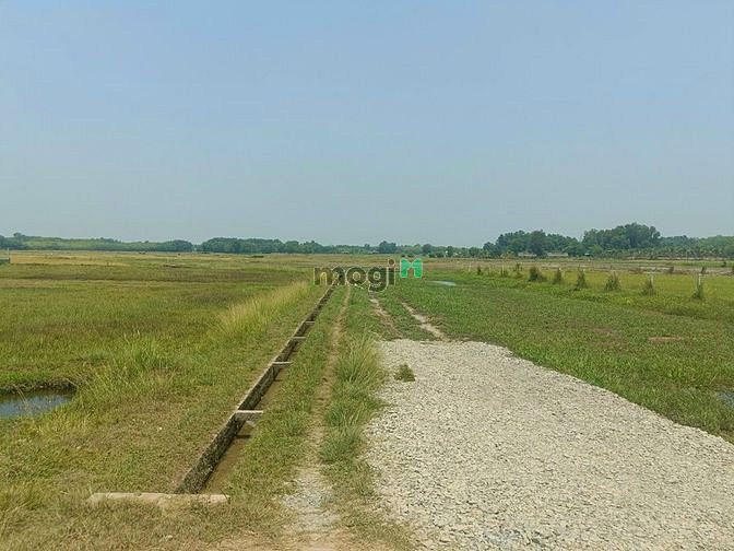 Hình ảnh Bán 7879 đất lúa xã Nhuận Đức Củ Chi