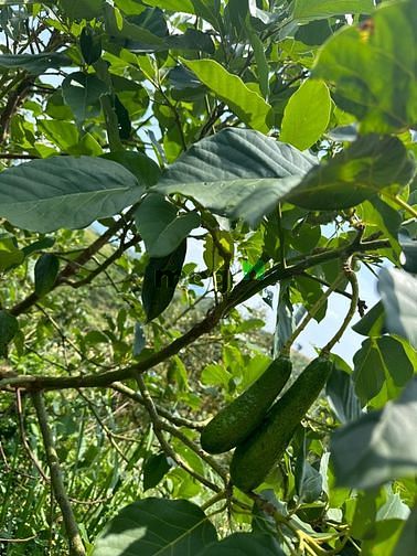 Hình ảnh Đất ngộp, cắt lỗ SÂU  tại Tân Lạc