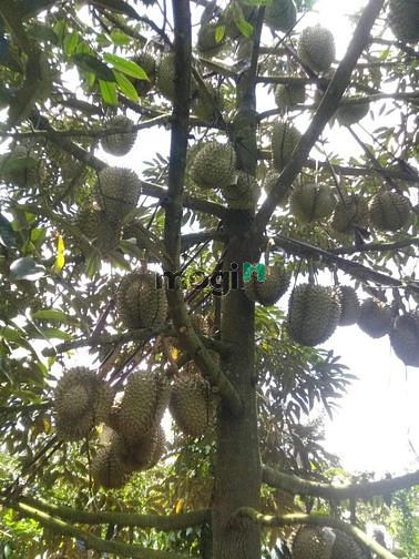 Hình ảnh Đất ngộp, cắt lỗ SÂU  tại Tân Lạc