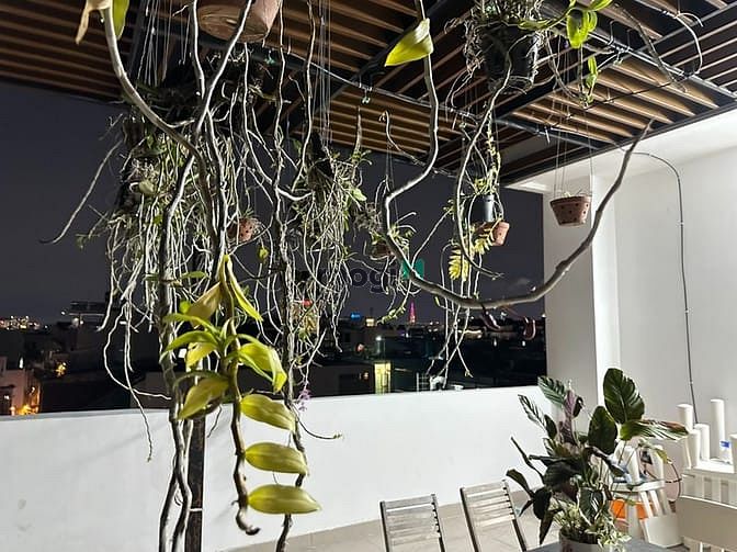 Hình ảnh 🏡KHAI TRƯƠNG Mb6623 nạp rút nhanh chóng Studio Tân Bình SIÊU SANG sát bên sân bay