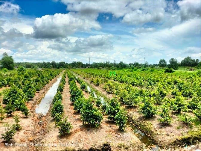 Hình ảnh Bình Chánh, Bán Đất NN, Vườn Thơm, DT 52 x 180m