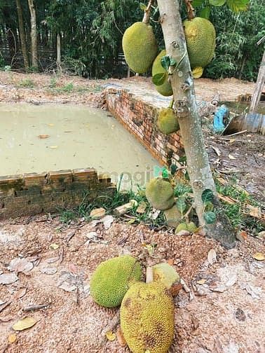 Hình ảnh Bán đất đường Hà Thị Kiểm - 1711m2 - 29x59 - 500m2 thổ cư - Củ Chi