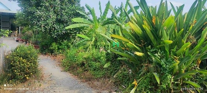 Hình ảnh Bán đất 1/ sông Sài Gòn - 3381m2 - 40x94 - xã Trung An - Củ Chi