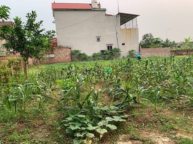 Hình ảnh Cho Thuê Đất 500m2 Tại Thôn Đông, Đào Viên, Quế Võ, Bắc Ninh