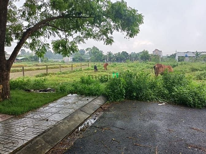 Hình ảnh Bán đất tân phú trung củ chi 4300m2 đã lên thổ 300m2 giá 28 tỷ