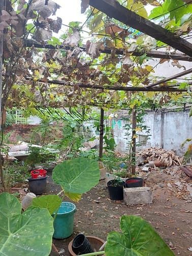 Hình ảnh Bán gấp đất Tăng Nhơn Phú A, TP Thủ Đức, 70m2, giá rẻ chỉ 2ty75