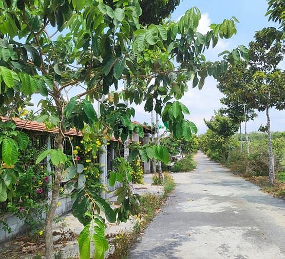 Hình ảnh Đất Củ Chi CHÍNH CHỦ đứng bán GIÁ CỰC TỐT