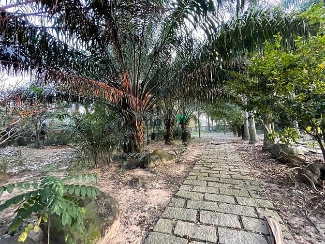 Hình ảnh Bình chánh đất mặt tiền đường nhựa 19600m2 chỉ 234 tỷ