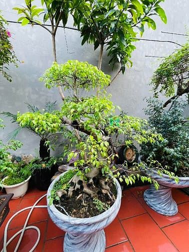 Hình ảnh +Lý Sơn Thượng Thanh DT83M2- Đất-MT4,6 giá chào 12,9 tỷ (đàm phán)