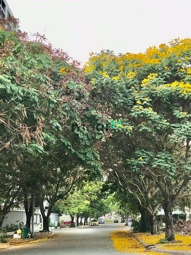 Hình ảnh Cho thuê Trang Chủ MB66.COM / Đăng Ký Tặng 66K chung cư 1+1 full nội thất gần quận 2