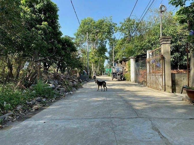 Hình ảnh Đất mặt tiền đường 12 tam đa phù hợp xây biệt thự nhà vườn