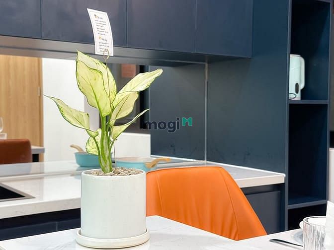 Hình ảnh STUDIO FULL NỘI THẤT Phòng Siêu Thoáng Mát , Tân Bình