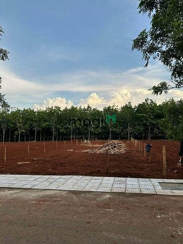 Hình ảnh Đất ngộp giá siêu rẻ ở Bình Phước