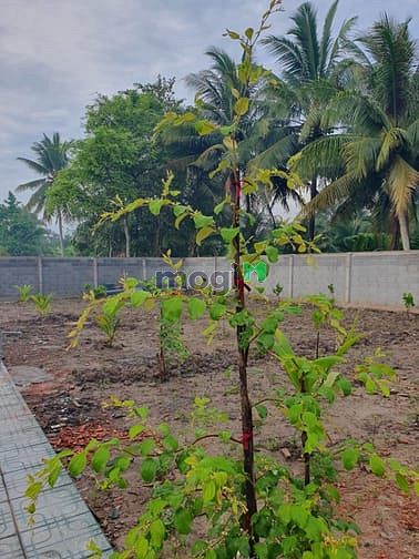 Hình ảnh Tiền Giang, bán 4 thửa đất tuyệt đẹp tặng 4 chuyến du lịch Hàn Quốc