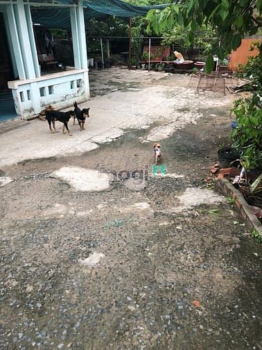 Hình ảnh Bán đất thổ cư 300m2 xã Hưng Long, Bình Chánh, giá chỉ 6 tỷ x TL