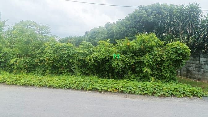 Hình ảnh Bán đất 2 mặt tiền đường Trung An - 486m2 - 15.6x56 - 285m2 thổ cư