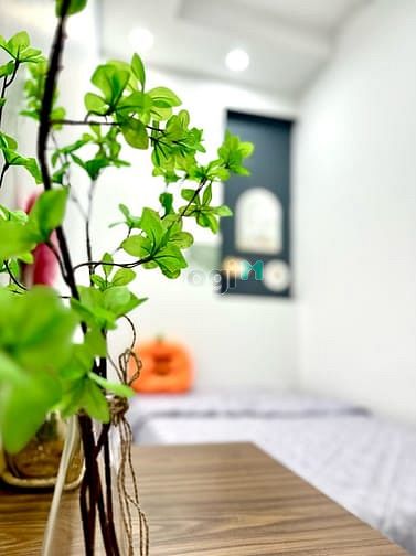 Hình ảnh 🔥Khai Trương CHDV CHO THUÊ 2pn 1wc 40m2 Tân Bình