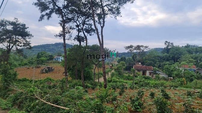 Hình ảnh Bán đất nghỉ dưỡng view cực đỉnh giáp rừng thông 1801m2 chỉ 3.1 tỷ