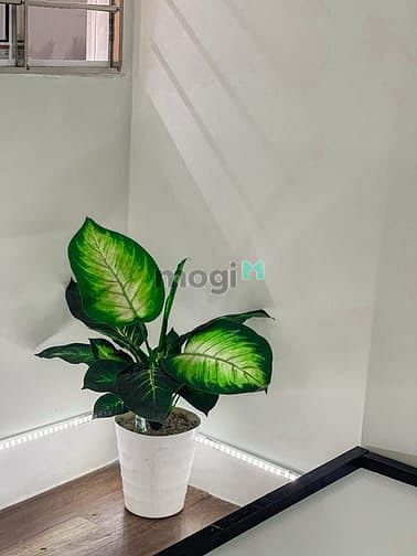 Hình ảnh 🎈🎈Cho thuê 2PN 1Wc To Rộng 50m2 Đầy Đủ Tiện Nghi