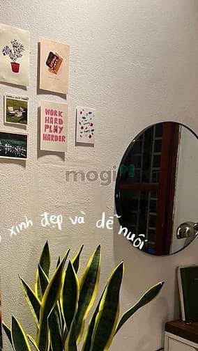 Hình ảnh 🌈Cho thuê Trang Chủ MB66.COM / Đăng Ký Tặng 66K 2 Phòng ngủ 1wc Ban Công Phòng Khách