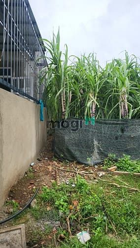 Hình ảnh Bán đất trung tâm thôn 7 xã Hòa Khánh, giá tốt cho Trang MB66.COM Chính Thức - MB 66 Uy Tín