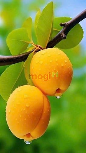 Hình ảnh Cho thuê đất có sẵn giấy phép xây dựng MT DDS1 chợ Tân Mỹ Q7