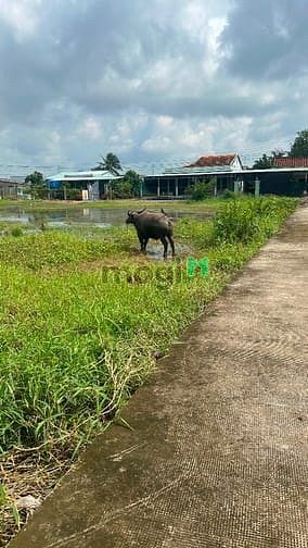 Hình ảnh Đất Dân Phân Lô Ra Bán 5x29 Full Thổ Ngay Trường Tiểu học Long Khê