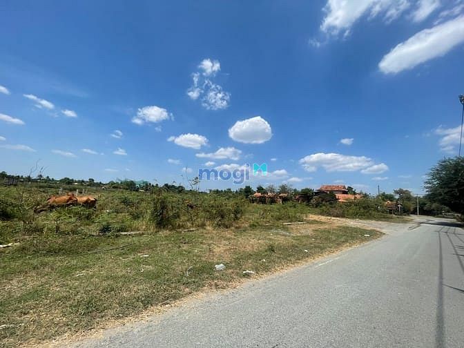 Hình ảnh Bán đất mặt tiền Cầu Đình 13000m2 siêu đẹp, 145 tỷ.