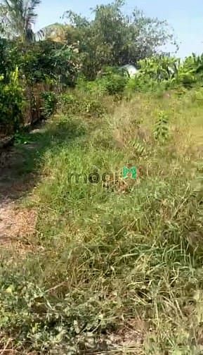 Hình ảnh Bán 381m2 (10x39) đất Tân Thạnh Đông. Giá 3,980