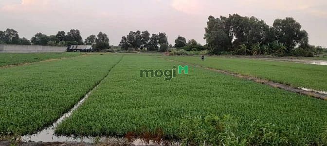 Hình ảnh Bán 5166m2 đất MT đường 165, Bình Mỹ. Giá 23 tỷ