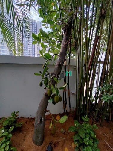 Hình ảnh [ SIÊU PHẨM PENTHOUSE ] - SKY GARDEN - 400m2 - full nội thất