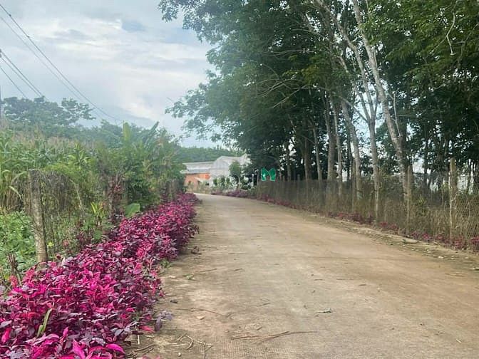 Hình ảnh Bán đất Bình Dương, sổ sẵn cầm tay công chứng ngay.