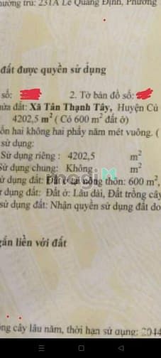 Hình ảnh Chính chủ chào bán Đất thổ cư Xã Tân Thạnh Tây Củ Chi