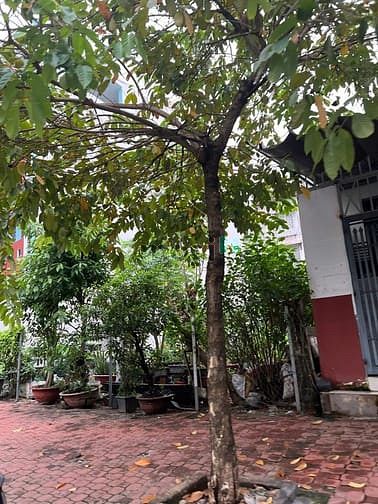 Hình ảnh Bán đất MTKD - Đỗ Xuân Hợp - đối diện Global City - 4.5x20 chỉ 11.x