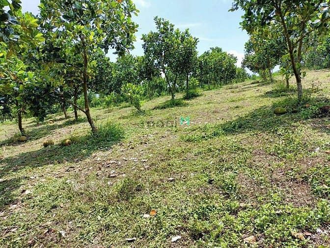 Hình ảnh Đất Ngộp Lô Góc Dầu Giây - 150m2 Thổ Cư, Giá Chỉ 700 Triệu!