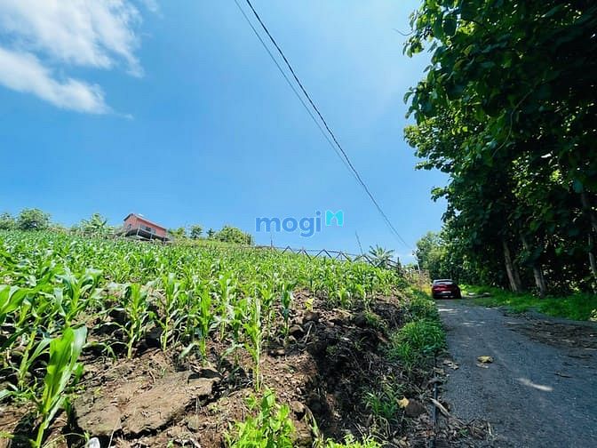 Hình ảnh Đất Ngộp Lô Góc Dầu Giây - 150m2 Thổ Cư, Giá Chỉ 700 Triệu!