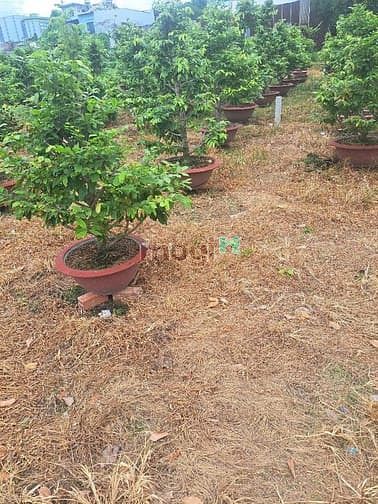 Hình ảnh Bán đất 200m² hẻm 5m Tân Thới Hiệp 21 Quận 12