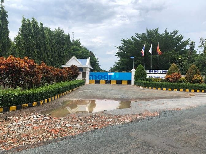 Hình ảnh bán gấp 1200m2 đất có suối ở thị xã dân đông. giá 190 triệu