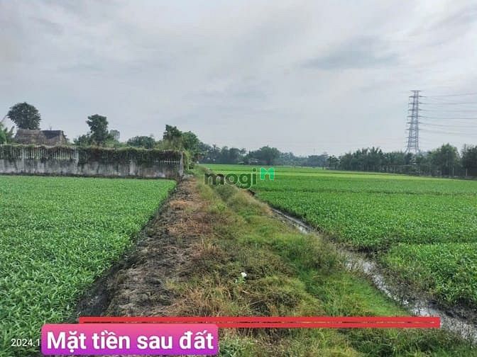 Hình ảnh Chính chủ bán đất vườn Bình Mỹ 500m2