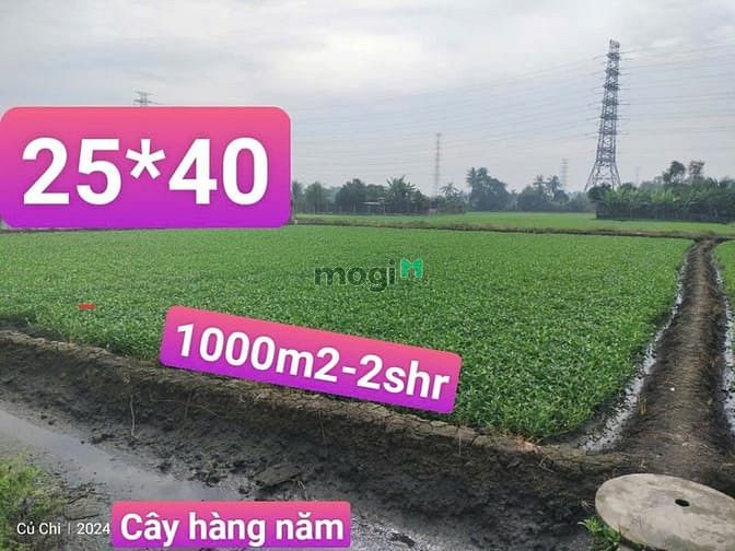 Hình ảnh Chính chủ bán đất vườn Bình Mỹ 500m2