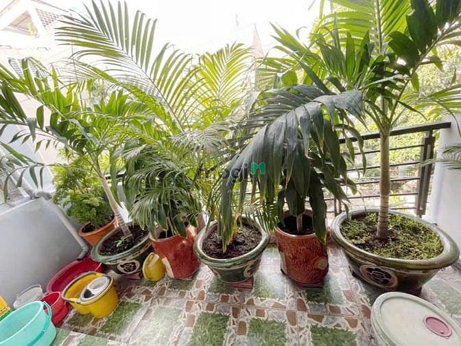 Hình ảnh Siêu Phẩm - Nơ Trang Long Bình Thạnh
