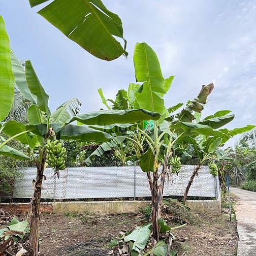 Hình ảnh 📌ĐẤT VƯỜN GIÁ TỐT TẠI THỐNG NHẤT – Giá chỉ từ 800 triệu/1000m²