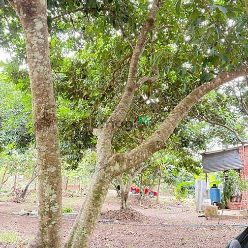 Hình ảnh 📌ĐẤT VƯỜN GIÁ TỐT TẠI THỐNG NHẤT – Giá chỉ từ 800 triệu/1000m²