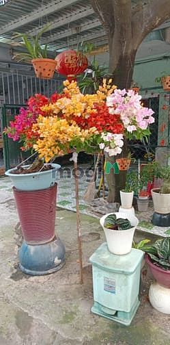 Hình ảnh Tòa nhà HoàngQuân (quận2) ,khu Đông Thủ Thiêm