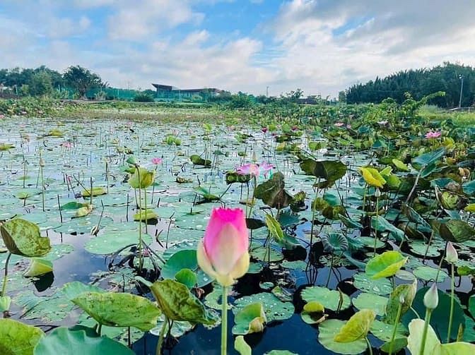 Hình ảnh Cho Thuê 1Ha. Mở khu sinh Thái. Câu cá. Thả diều. Quận 2